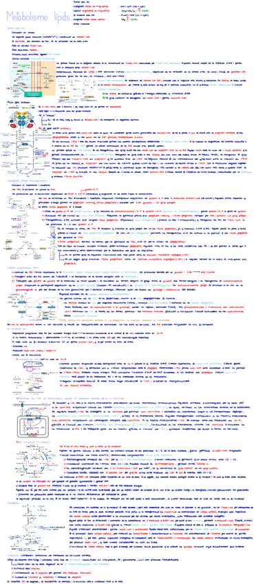 Miniatura del documento Metabolisme-lipids.pdf