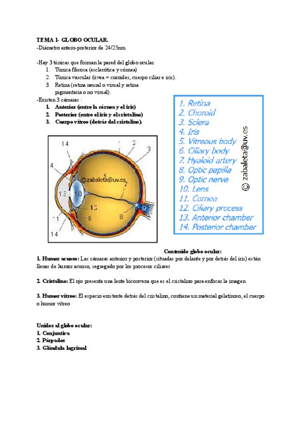 Miniatura del documento Globo-ocular.pdf