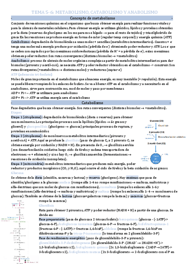 Miniatura del documento Tema-5-6-Metabolismo.pdf