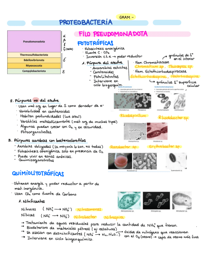 Miniatura del documento DOMINIO-BACTERIA-COMPLETO.pdf
