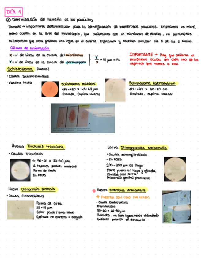 Miniatura del documento Practicas-Parasitologia-MPC.pdf