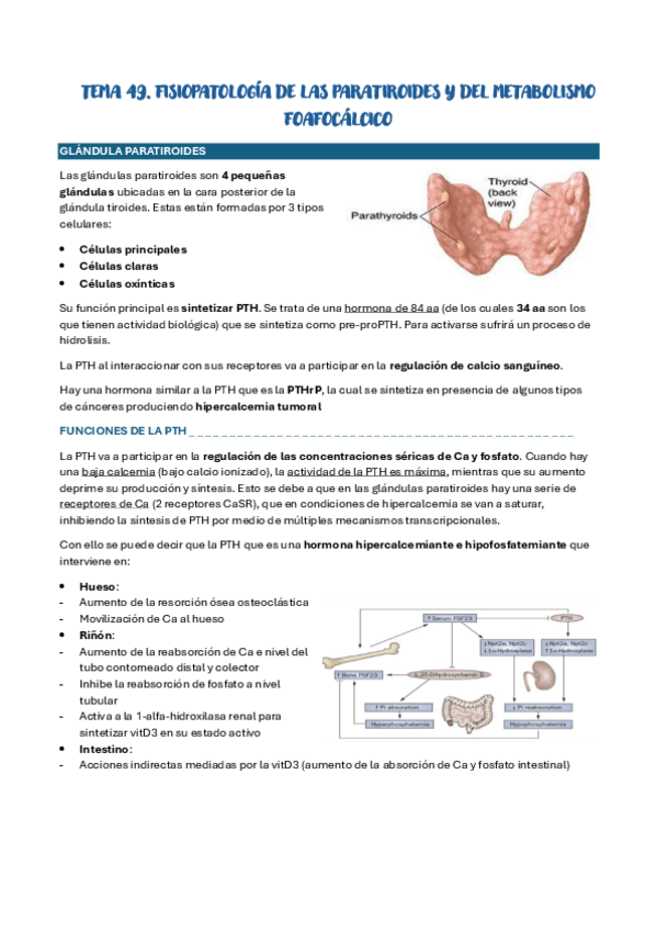 Miniatura del documento TEMA-49-FISIOPATOLOGIA-DE-LAS-PARATIROIDES-Y-FOSFATO.pdf
