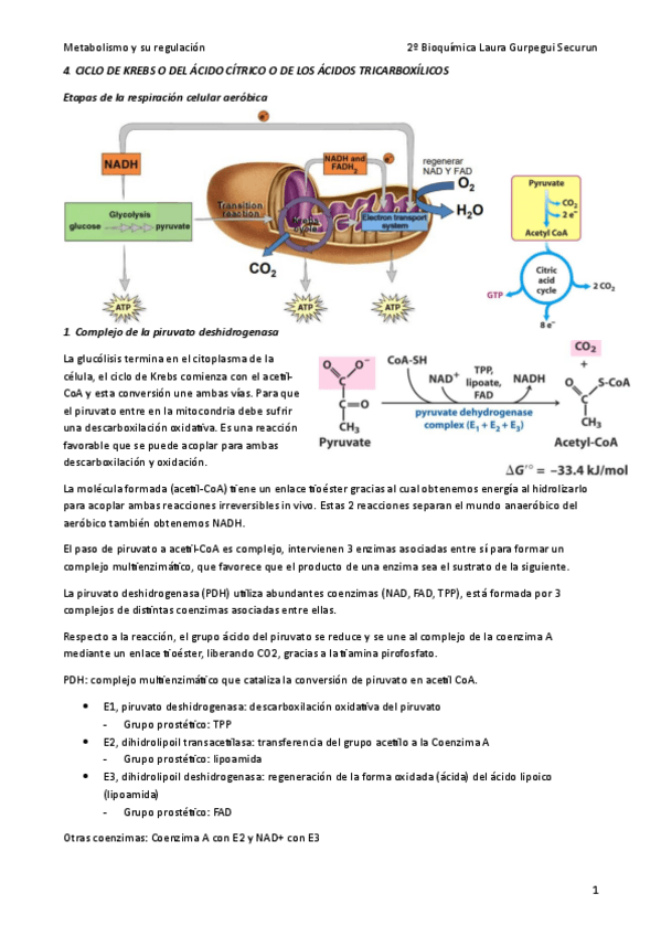Miniatura del documento 4-Ciclo-de-Krebs.pdf