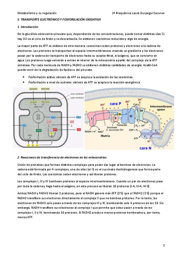 Miniatura del documento 5-Transporte-electronico-y-fosforilacion-oxidativa.pdf