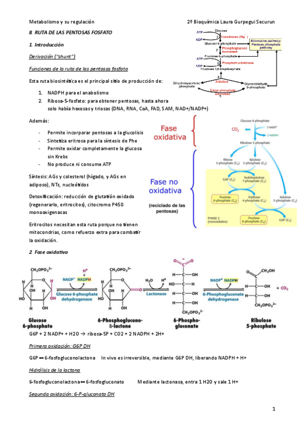 Miniatura del documento 8-Pentosas-fosfato.pdf