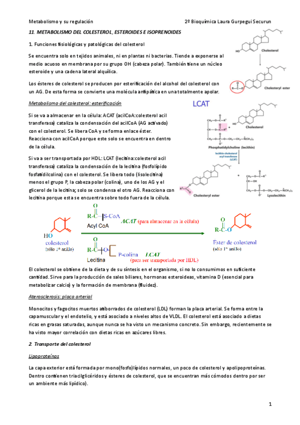 Miniatura del documento 11-Metabolismo-colesterol.pdf