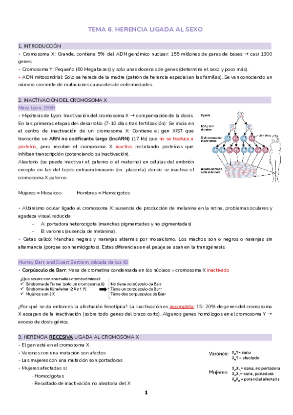 Miniatura del documento Tema-6.-Herencia-ligada-al-sexo.pdf
