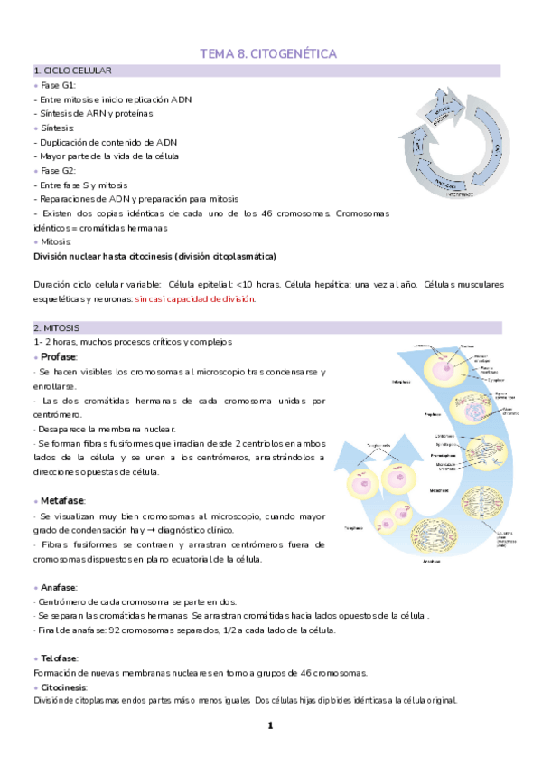 Miniatura del documento Tema-8.-Citogenetica.pdf