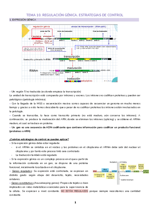 Miniatura del documento Tema-10.-Regulacion-genica.-Estrategias-de-control.pdf