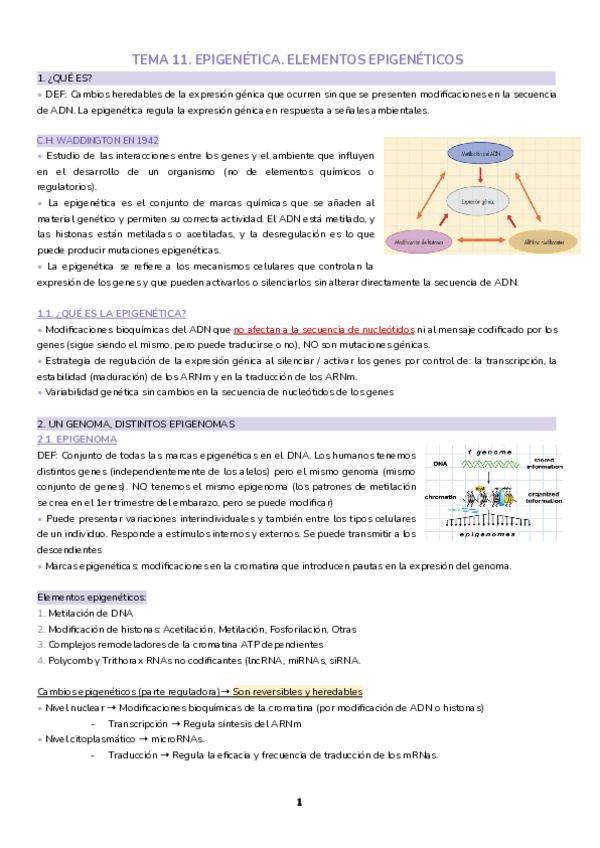 Miniatura del documento Tema-11.-Epigenetica.-Elementos-epigeneticos.pdf