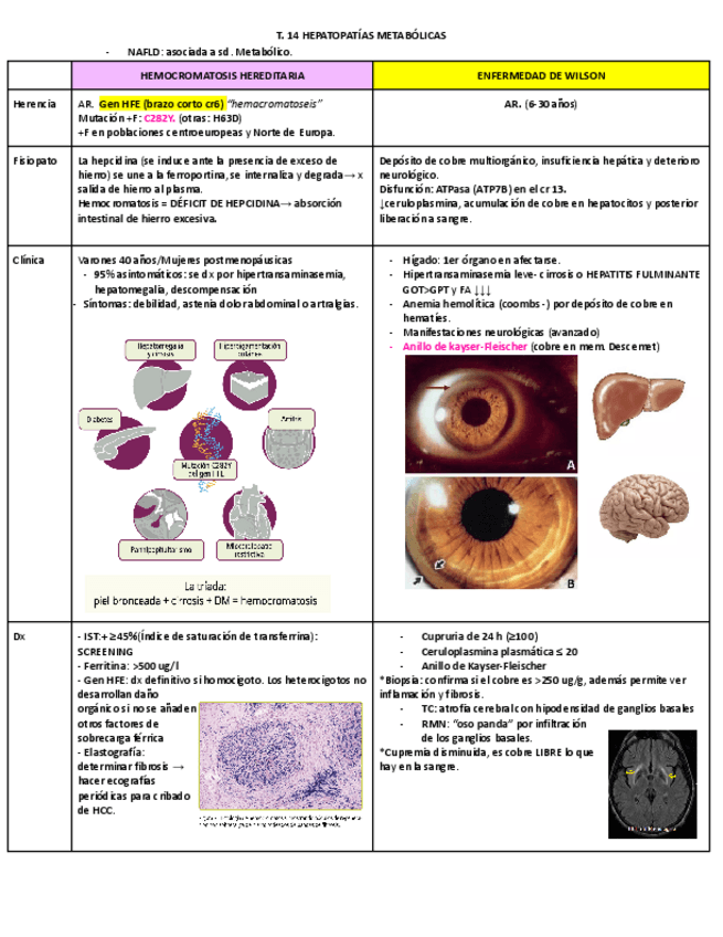 Miniatura del documento HEPATOPATIAS-METABOLICAS-Y-LESIONES-HEPATICAS-AGUDAS-POR-FARMACOS.pdf
