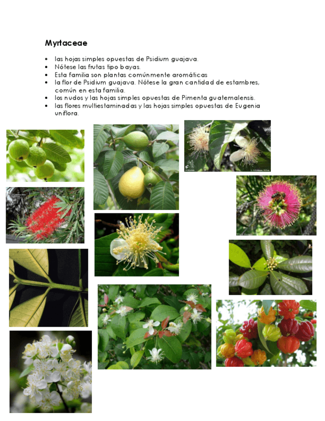 Miniatura del documento FLORA.pdf