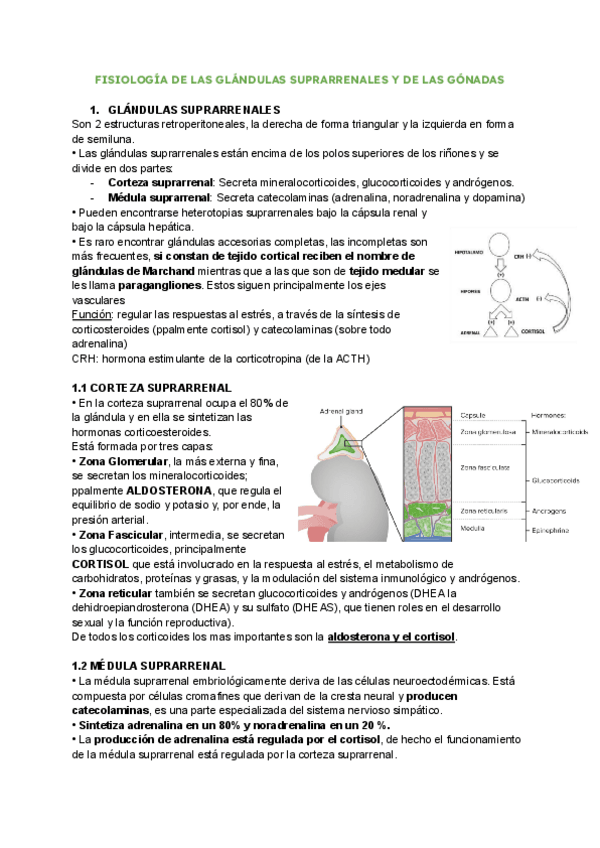 Miniatura del documento Suprarrenales-fisio.pdf