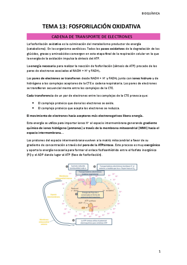 Miniatura del documento TEMA-13.pdf
