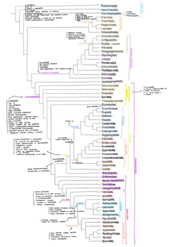 Miniatura del documento filogenia-angiospermas.pdf