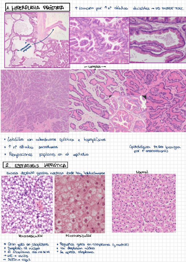 Miniatura del documento Practica-1.pdf