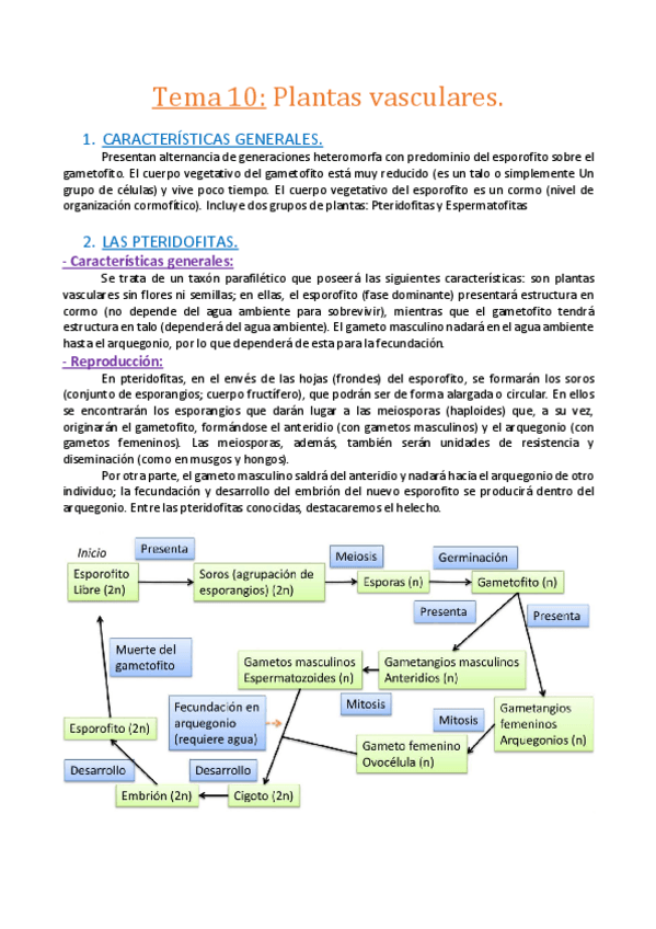 Miniatura del documento Tema 10. Plantas vasculares..pdf