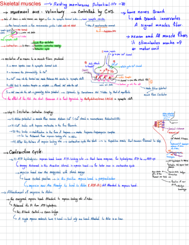 Miniatura del documento Action-Potential.pdf