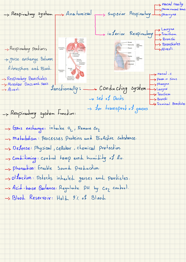 Miniatura del documento Respyratory.pdf