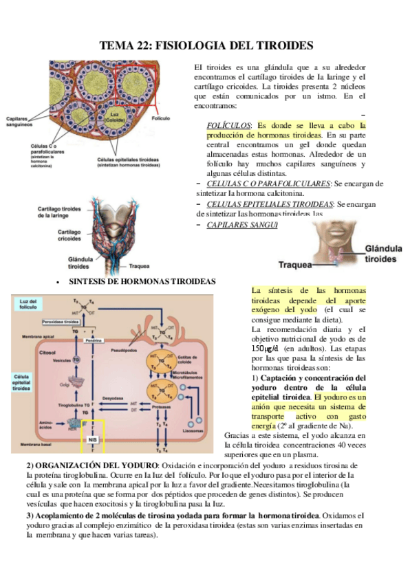 Miniatura del documento TEMA-22-TIROIDES.pdf