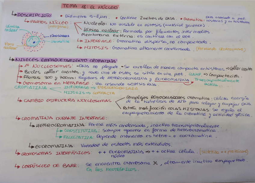 Miniatura del documento resumenes-biocel-temas-18-al-20.pdf