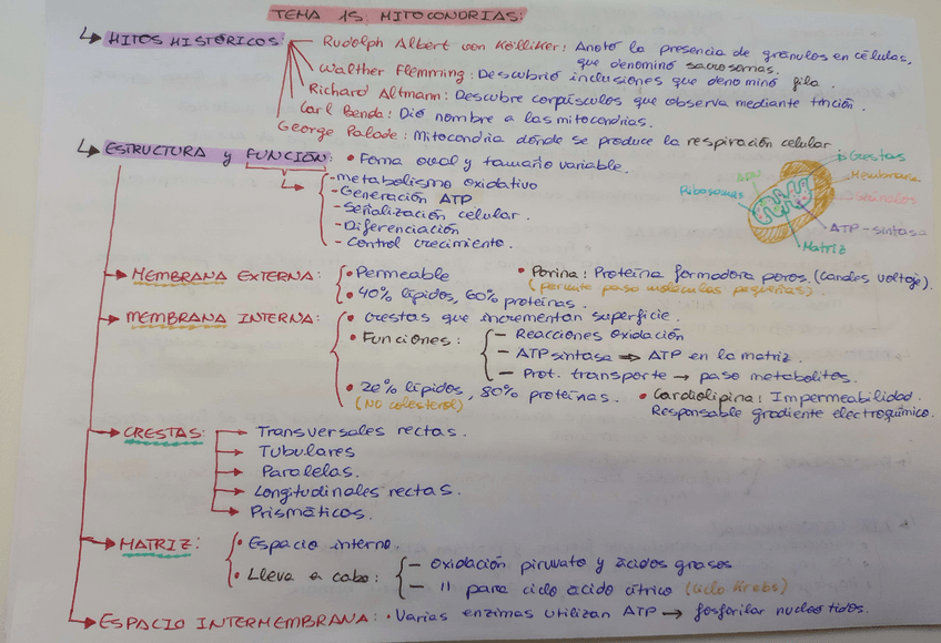 Miniatura del documento resumenes-biocel-temas-15-al-17.pdf