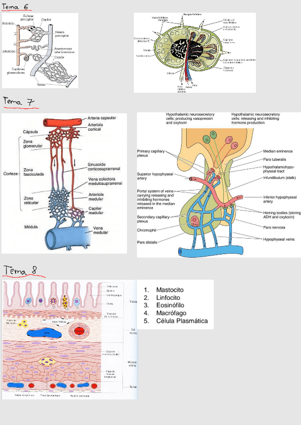 Miniatura del documento Imagenes-2-Parcial-BCH-II.pdf