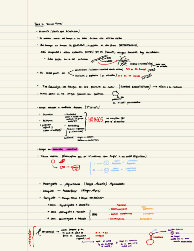 Miniatura del documento Apuntes-Reino-Fungi.pdf