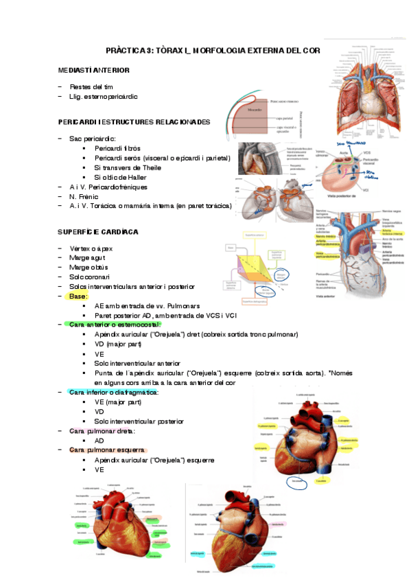 Miniatura del documento Guia-Practica-3Torax-IMorfologia-externa-cor.pdf