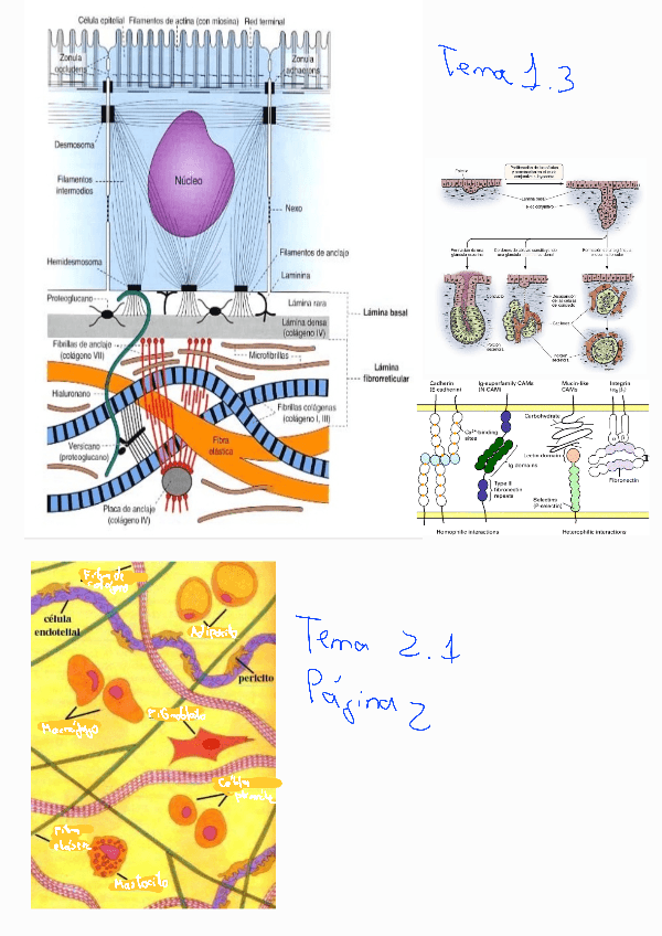 Miniatura del documento Esquemas-1-Parcial-BCH-II.pdf