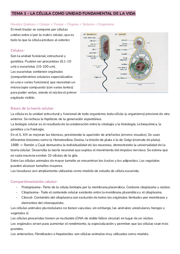 Miniatura del documento RESUMENES-B.-Celular.pdf