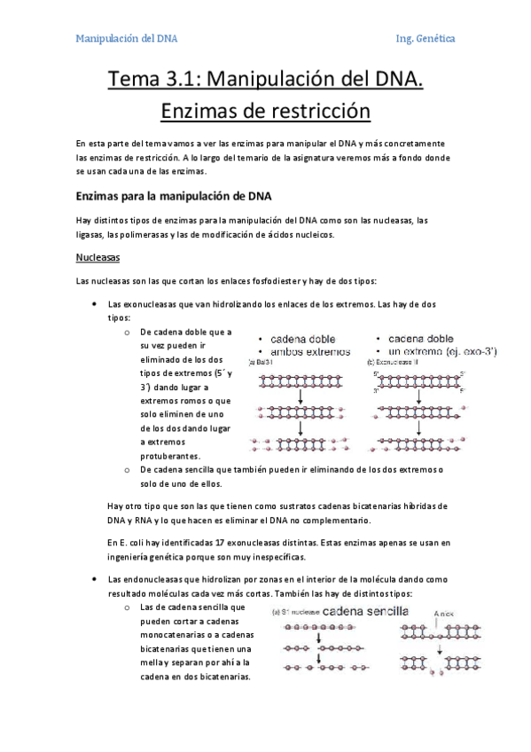 Miniatura del documento Tema 3.1- Manipulación del DNA. Enzimas de restricción.pdf