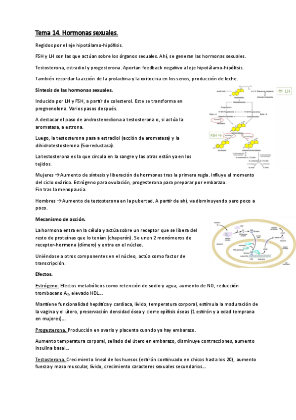 Miniatura del documento Tema-14-Hormonas-sexuales.pdf