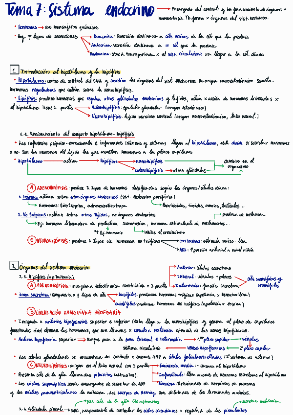 Miniatura del documento Tema-7-sistema-endocrino.pdf