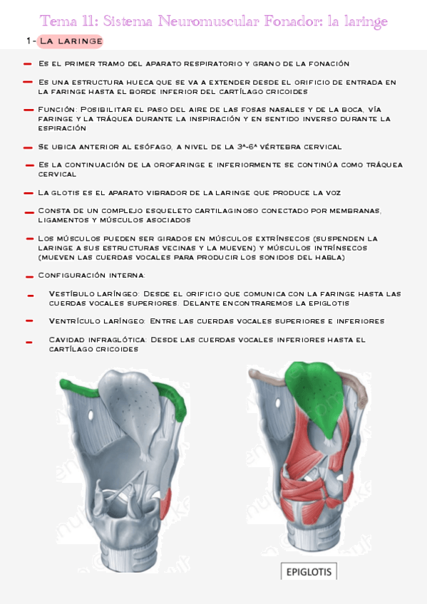Miniatura del documento Tema-11-Sistema-Neuromuscular-Fonador-La-Laringe.pdf