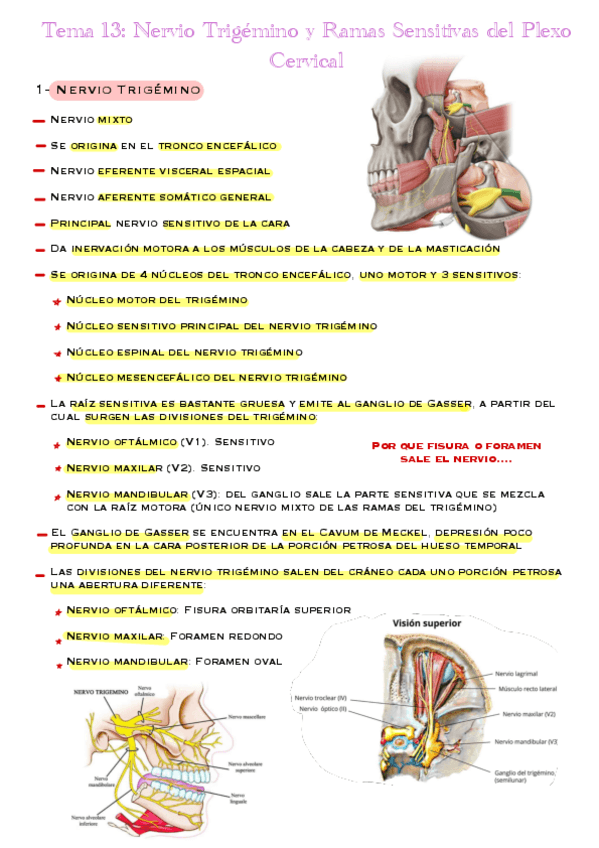 Miniatura del documento Tema-13-Nervio-Trigemino-Y-Ramas-Sensitivas-Del-Plexo-Cervical.pdf