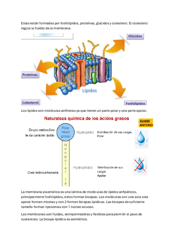 Miniatura del documento Tema-8.-Estructura-de-la-membrana-celulaar.pdf