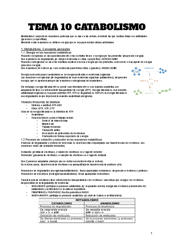 Miniatura del documento TEMA-CATABOLISMO.pdf
