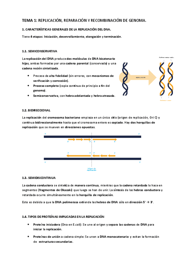 Miniatura del documento TEMA-1.-Replicacion-reparacion-y-recombinacion-del-genoma..pdf