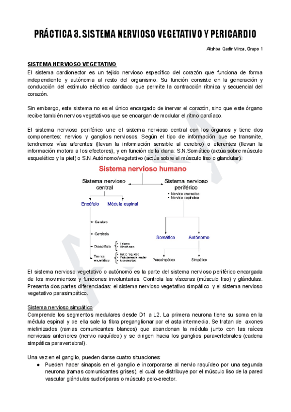 Miniatura del documento PRACTICA-3-SN--torax.pdf