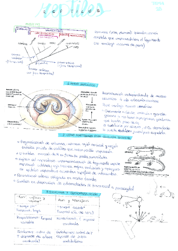 Miniatura del documento reptiles-t25b.pdf