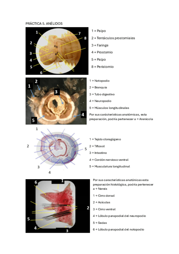 Miniatura del documento 5.-Anelidos.pdf