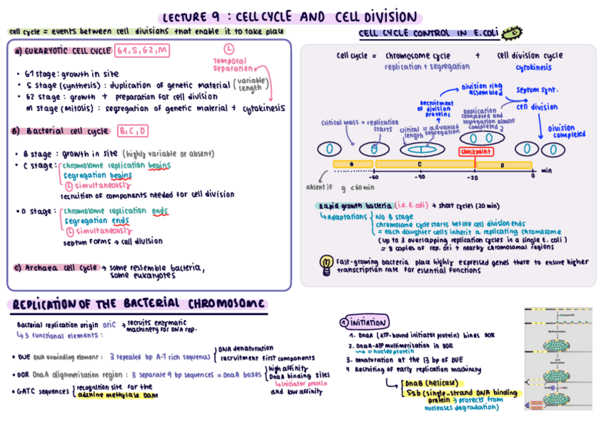 Miniatura del documento Resumen-Microbial-physiology-L9-16.pdf