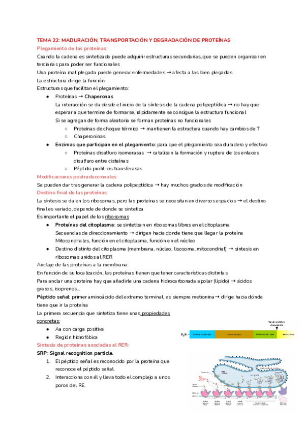Miniatura del documento Tema-22-Maduracion-transporte-y-degradacion.pdf