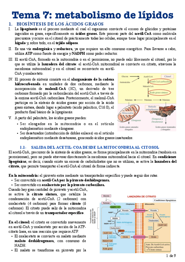 Miniatura del documento Tema-7-metabolismo-de-lipidos-parte-2.pdf