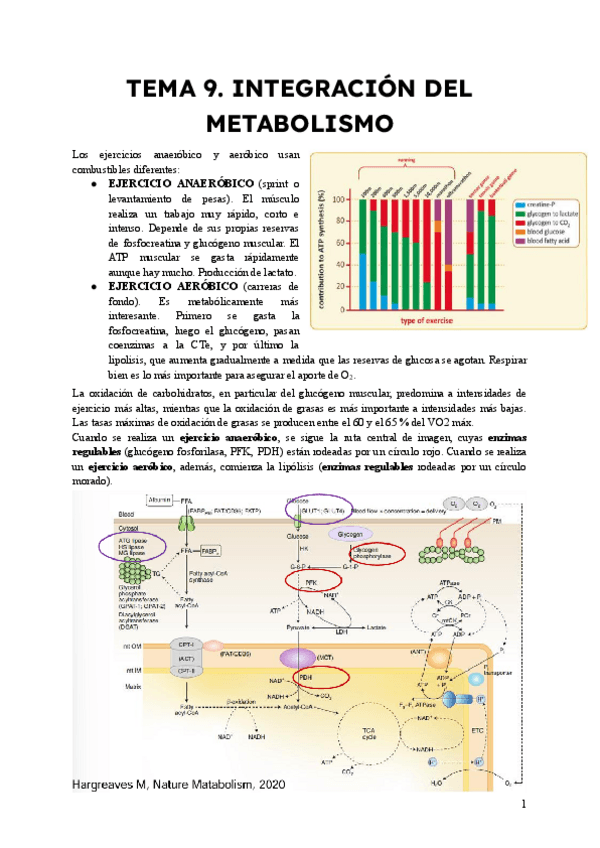 Miniatura del documento TEMA-9-INTEGRACION-METABOLICA.pdf
