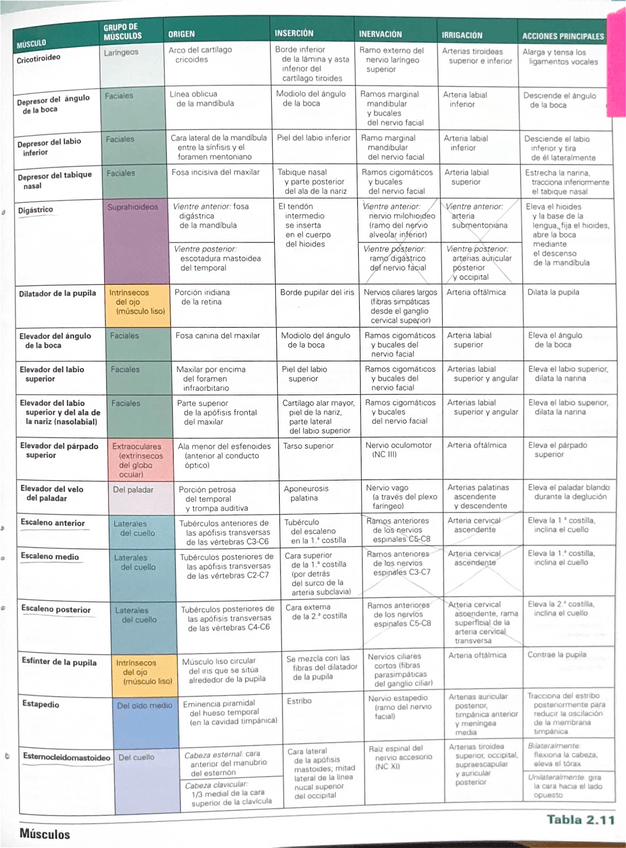 Miniatura del documento Tabla-musculos-netter.pdf