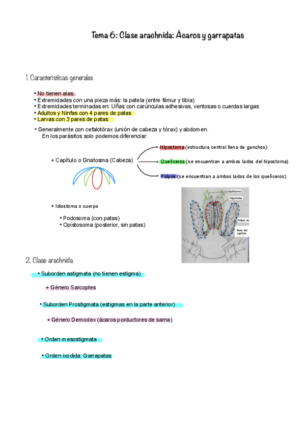 Miniatura del documento Tema-6.-Clase-arachnida.pdf