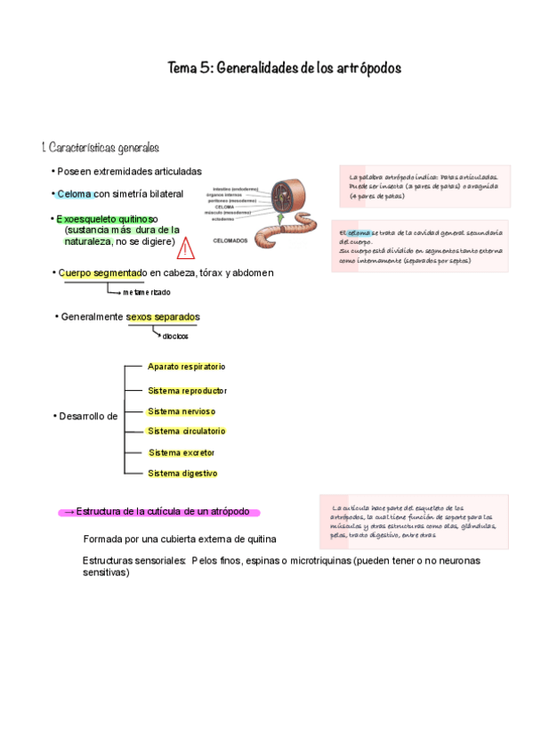 Miniatura del documento Tema-5.-Phylum-artopoda-generalidades-de-los-artropodos.pdf
