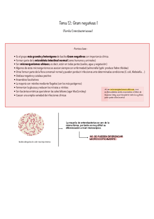 Miniatura del documento Tema-12.-Gram-negativas-I.pdf